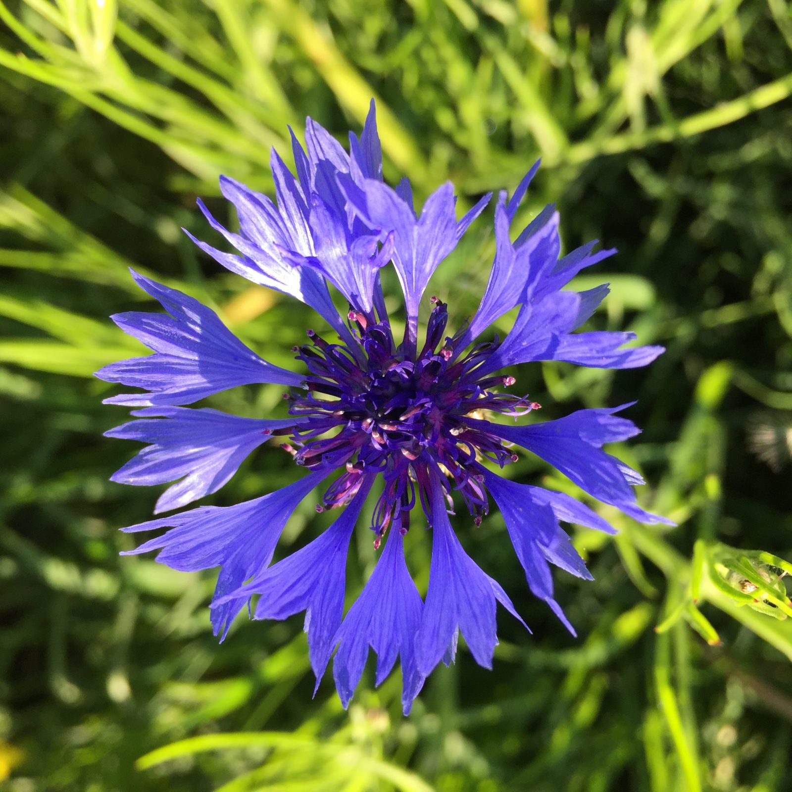 Edeldreist– einzigartige Lieblingsstücke