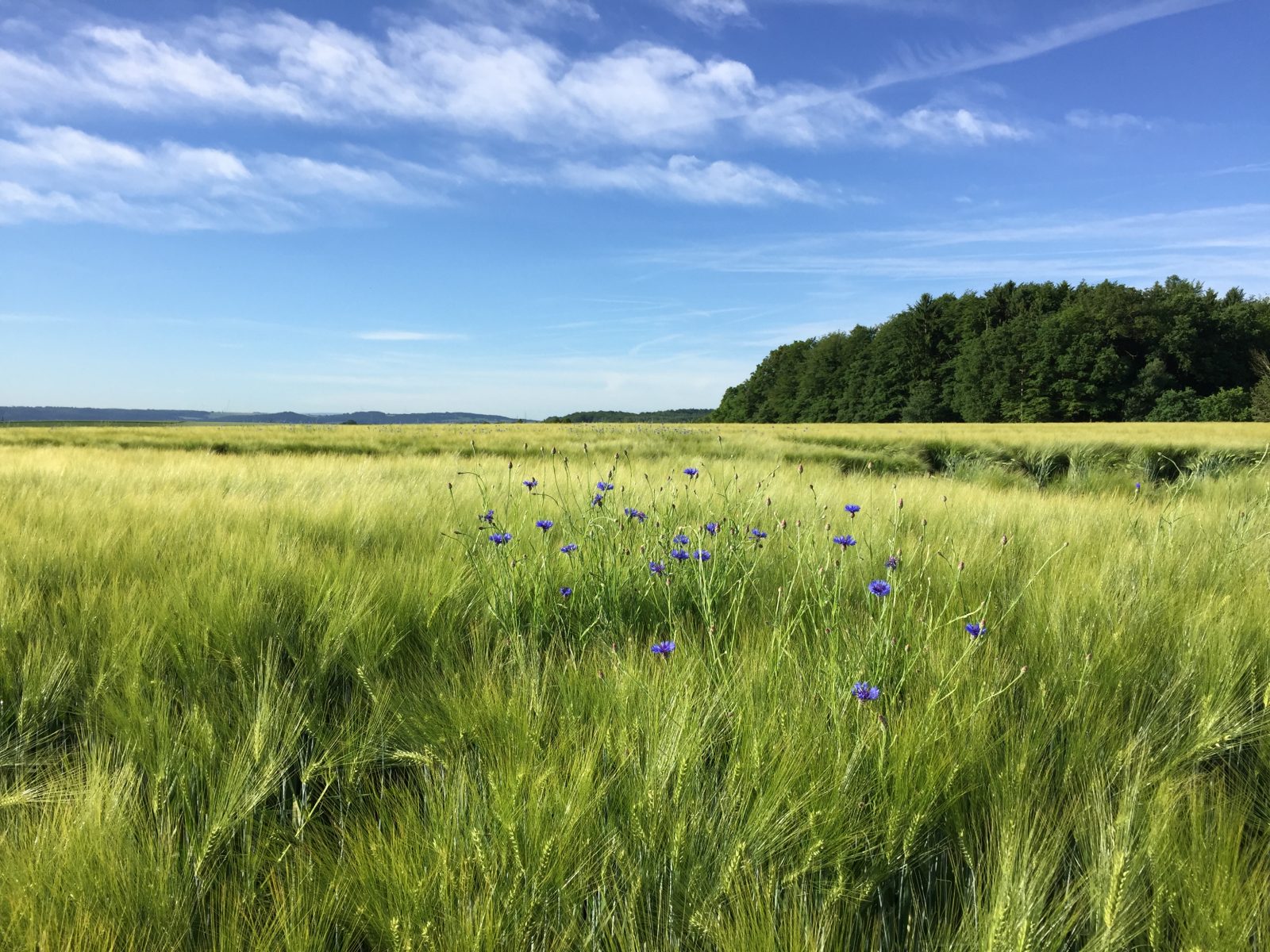 Edeldreist– einzigartige Lieblingsstücke