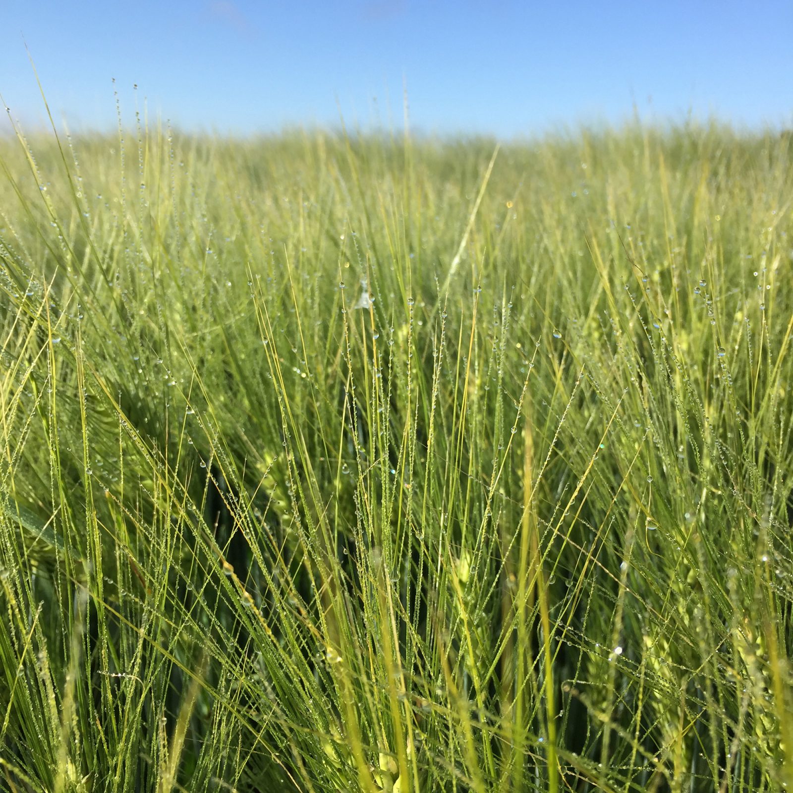 Edeldreist– einzigartige Lieblingsstücke